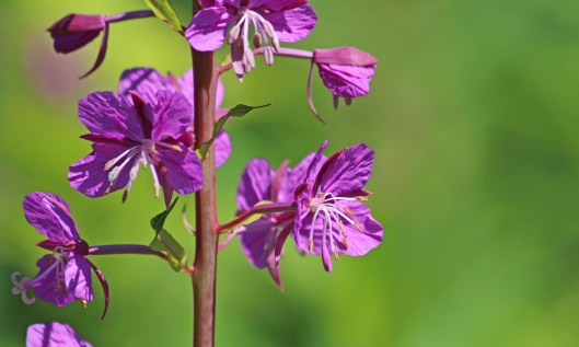 190714 rosebay willowherb