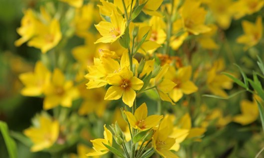 190714 yellow loosestrife