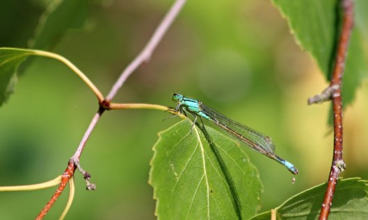 190715 blue-tailed damselfly
