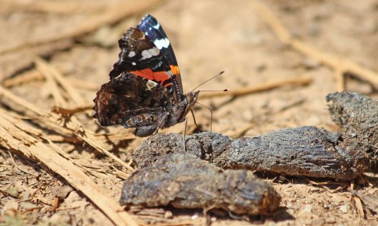 190716 red admiral