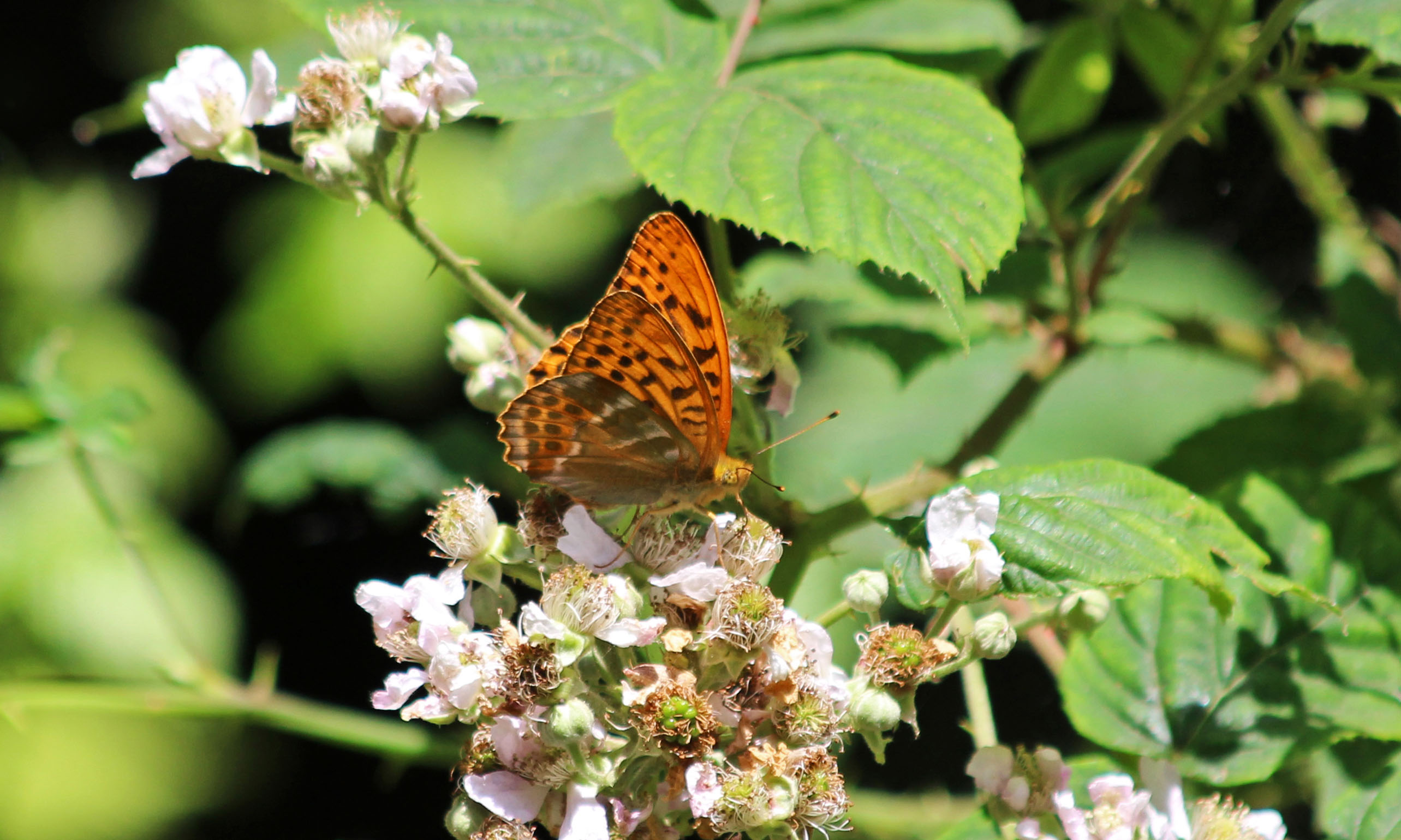 190716 silver-washed fritillary