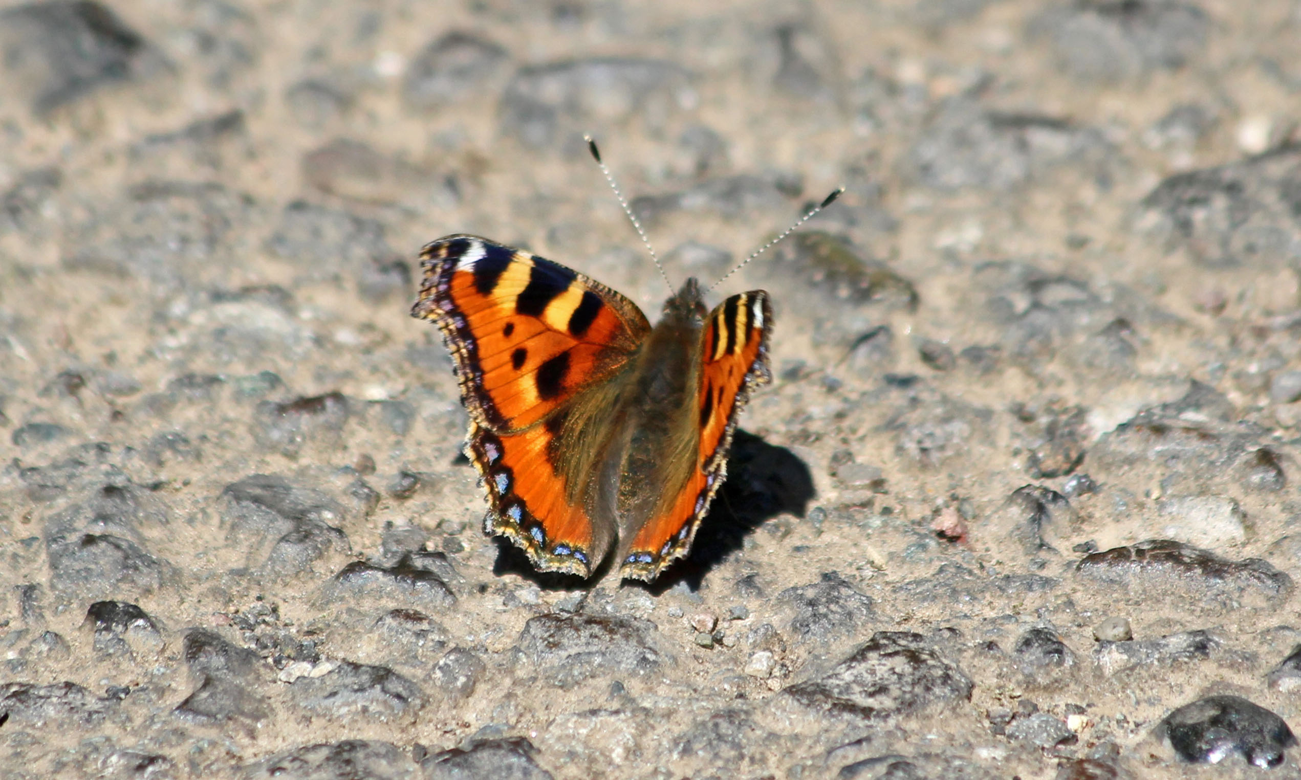 190716 small tortoiseshell