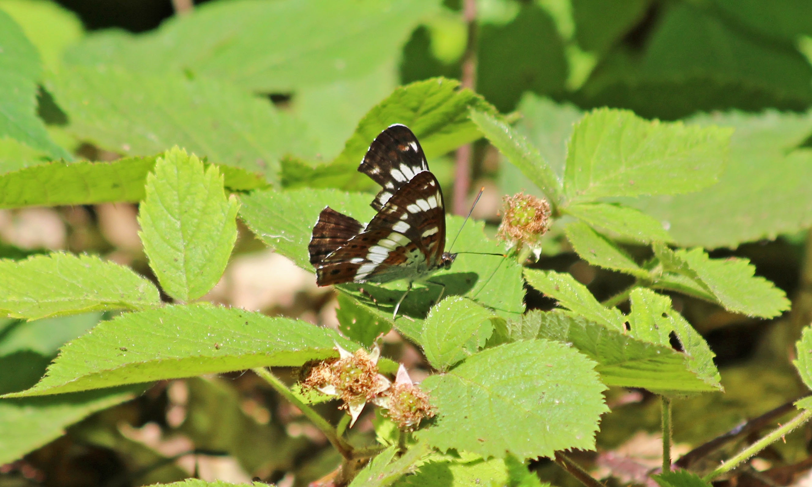 190716 white admiral