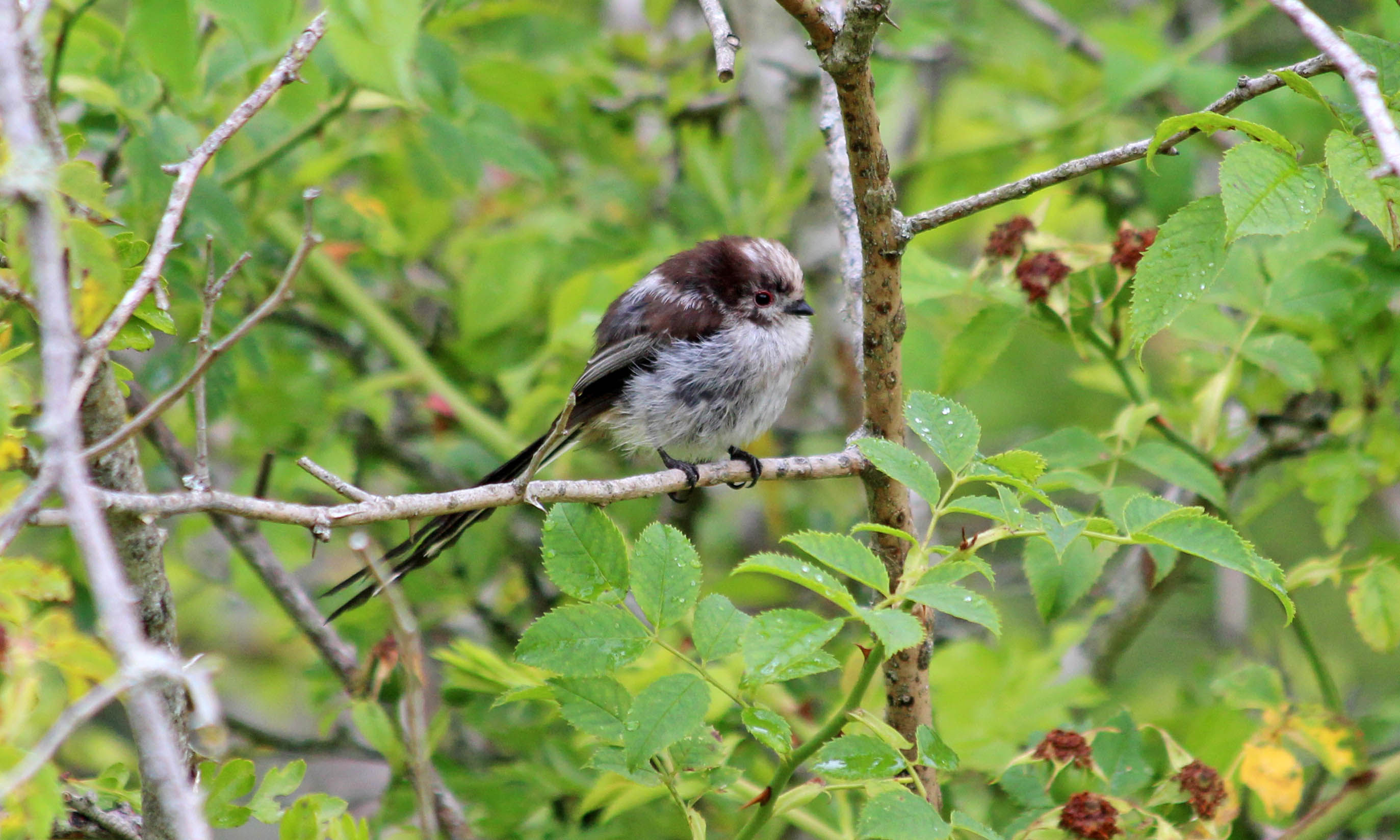 190719 long-tailed tit (1)