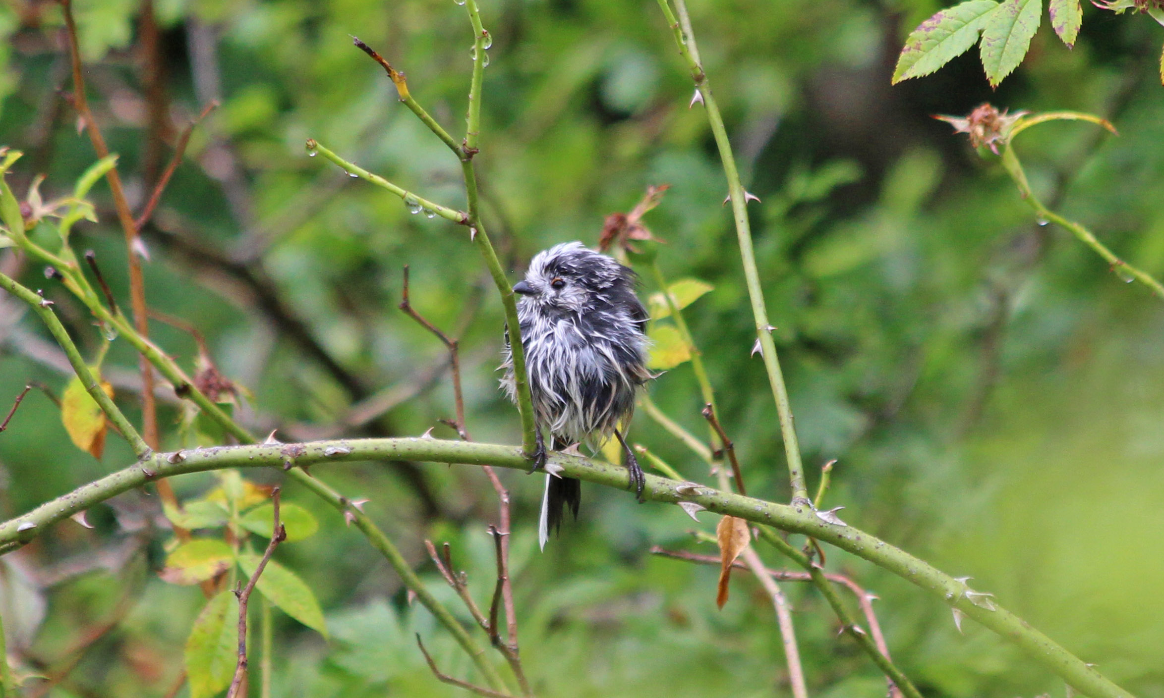 190719 long-tailed tit (3)