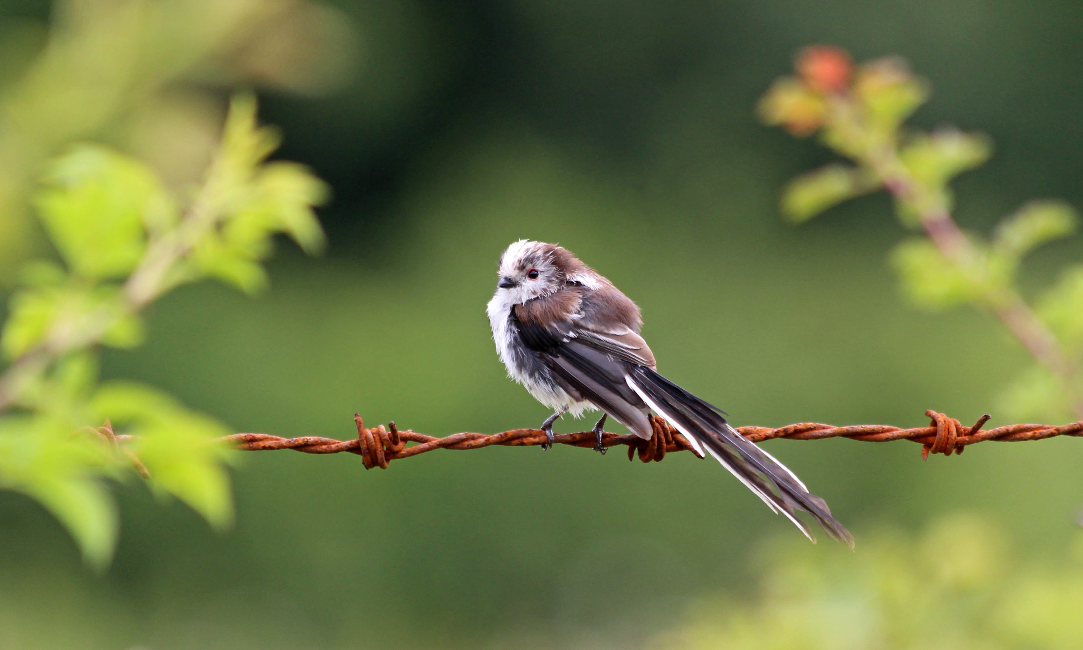190719 long-tailed tit (4)