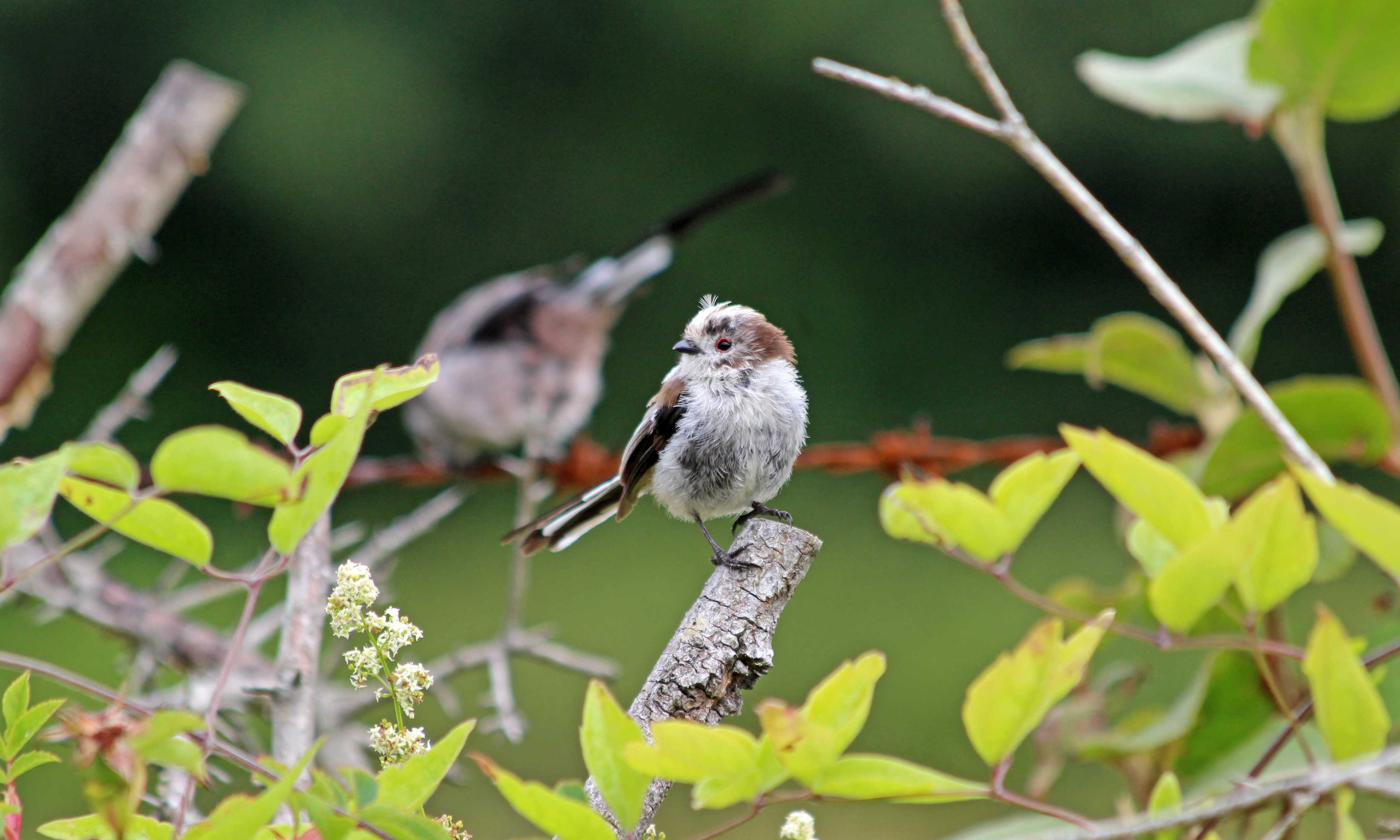190719 long-tailed tit (5)