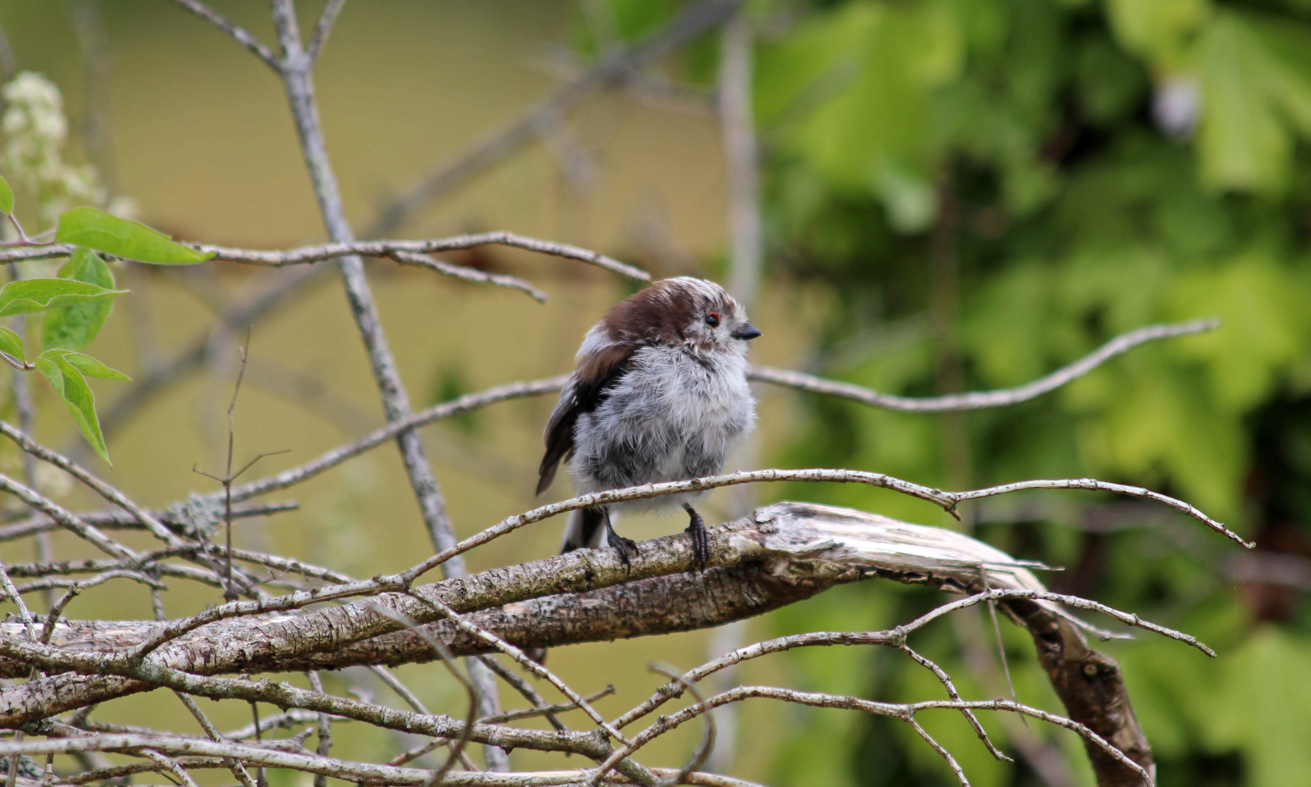 190719 long-tailed tit (7)