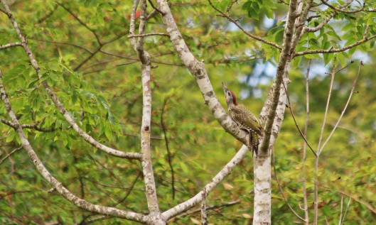 190722 green woodpecker (1)