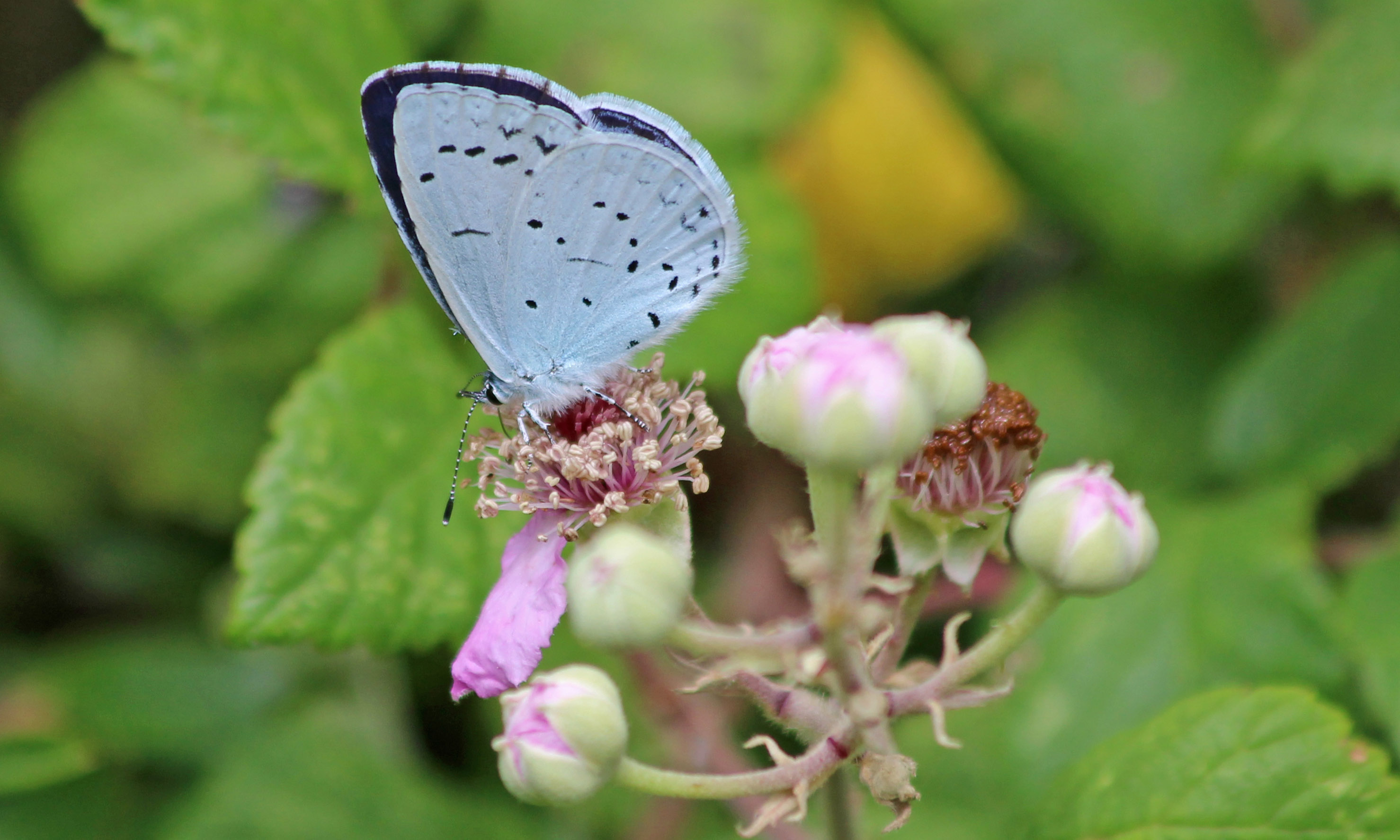 190723 summer holly blue (1)