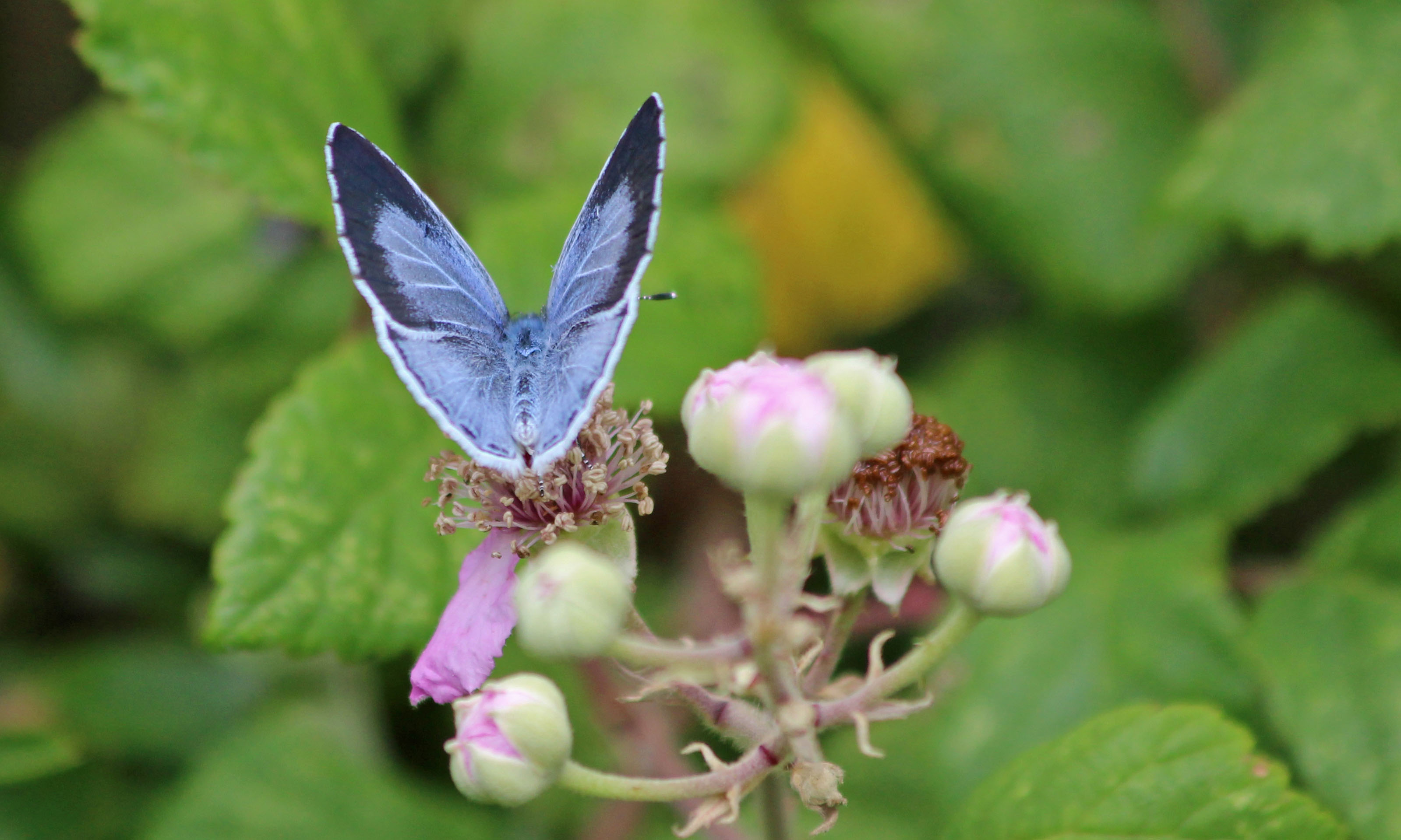190723 summer holly blue (2)