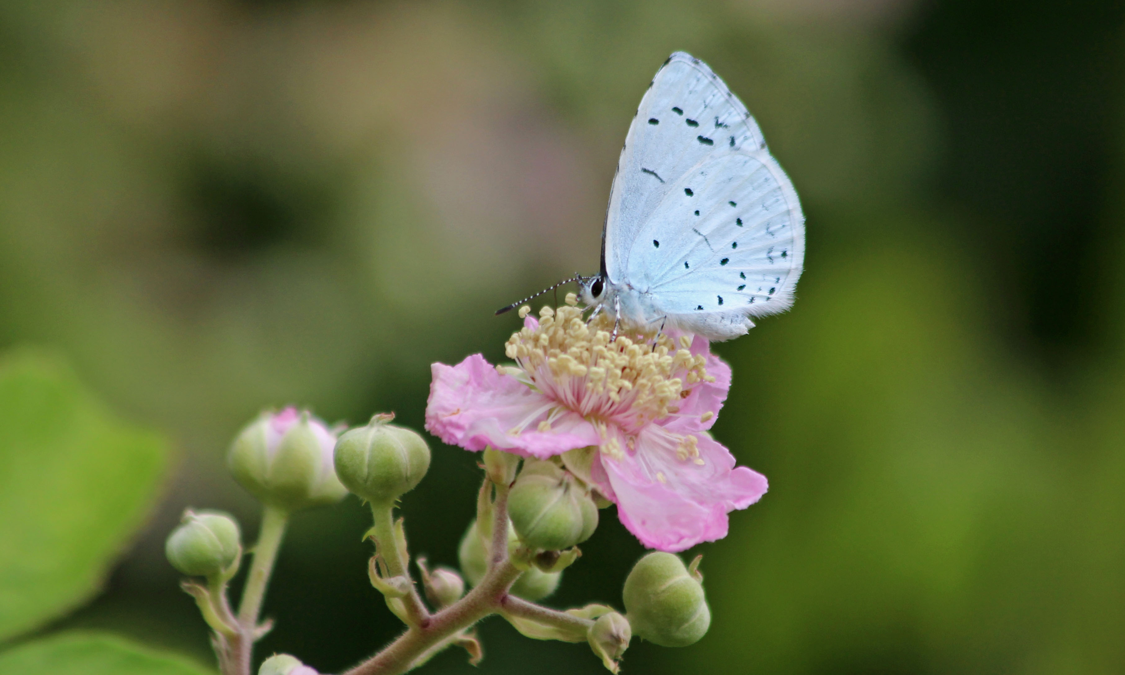 190723 summer holly blue (3)