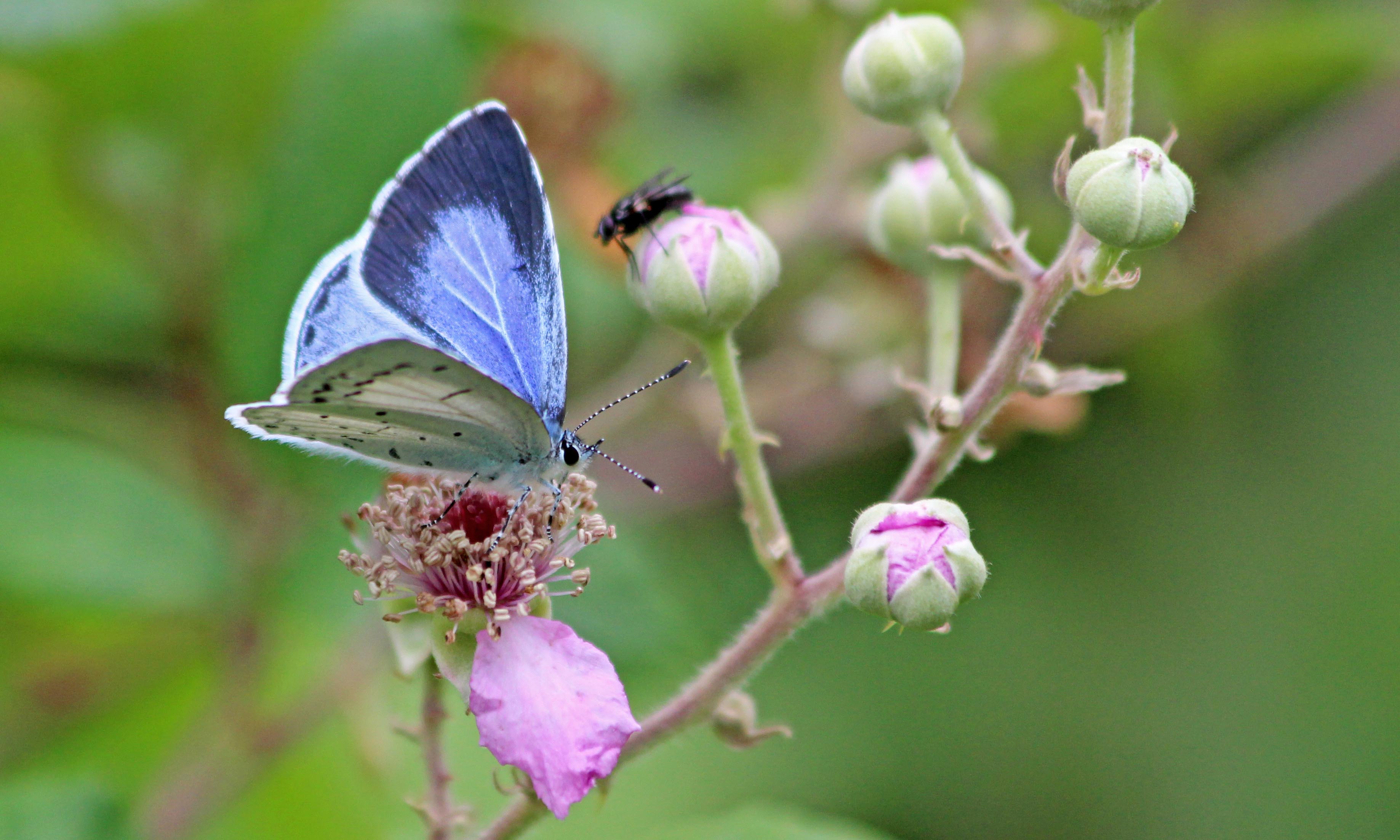 190723 summer holly blue (4)