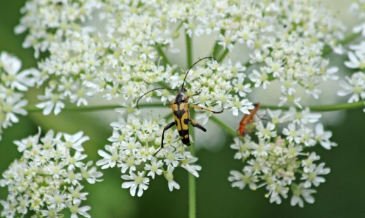 190724 spotted longhorn (4)