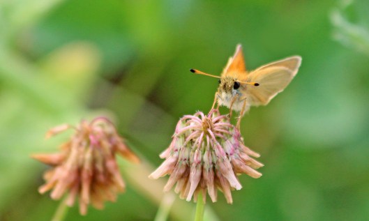 190725 Essex skipper Grangemoor (2)
