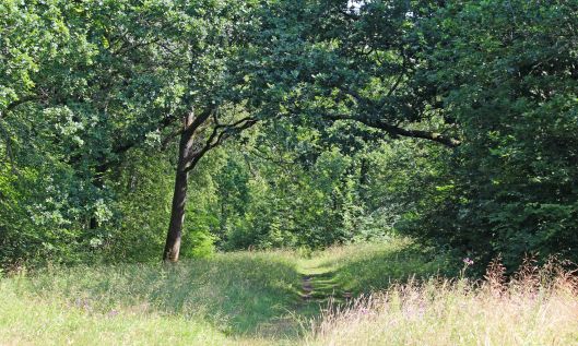 190726 Lower Woods (1)