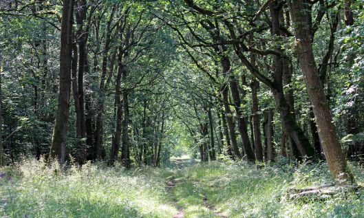 190726 Lower Woods (2)