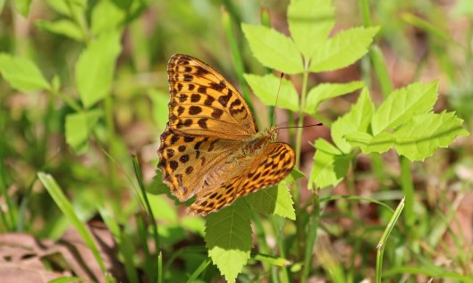 190726 silver-washed frit