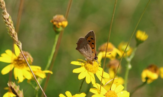 190726 small copper