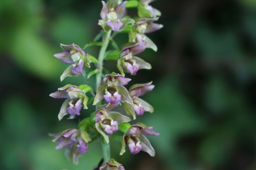 190728 broad-leaved helleborines (2)