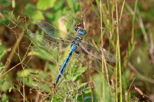 190729 emperor dragonfly
