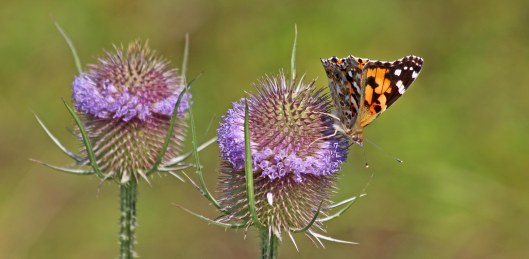 190801 painted lady (1)