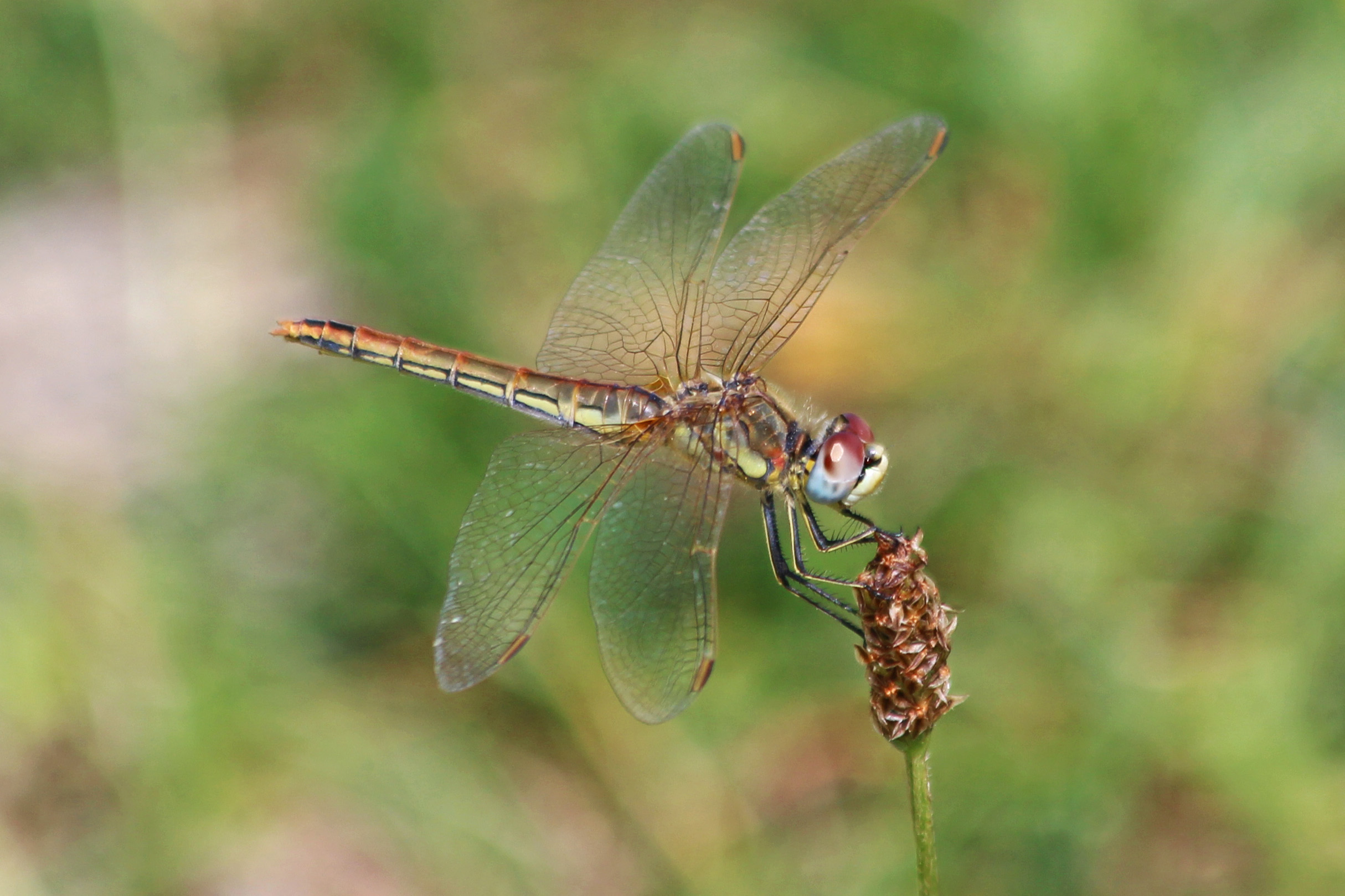 190802 red-veined darter (1)