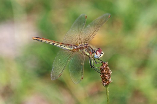190802 red-veined darter (1)