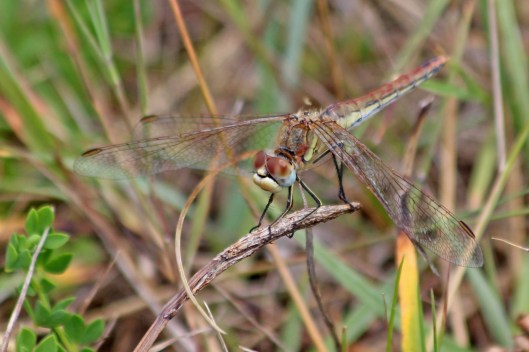 190802 red-veined darter (2)