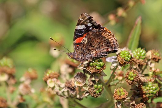 190803 red admiral