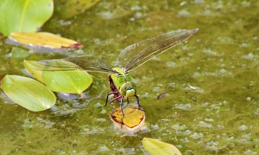190804 female emperor (2)
