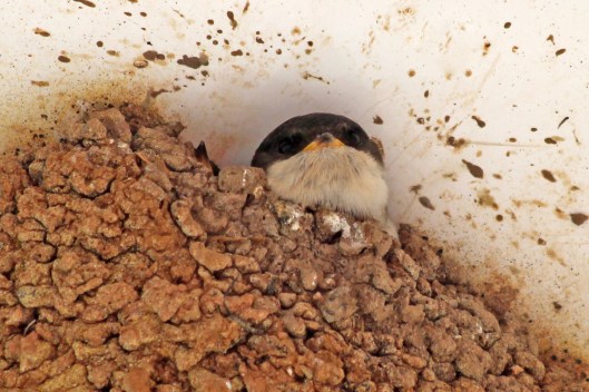 190805 house martins (3)