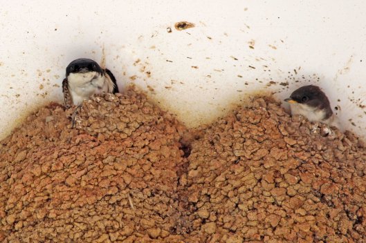 190805 house martins (4)