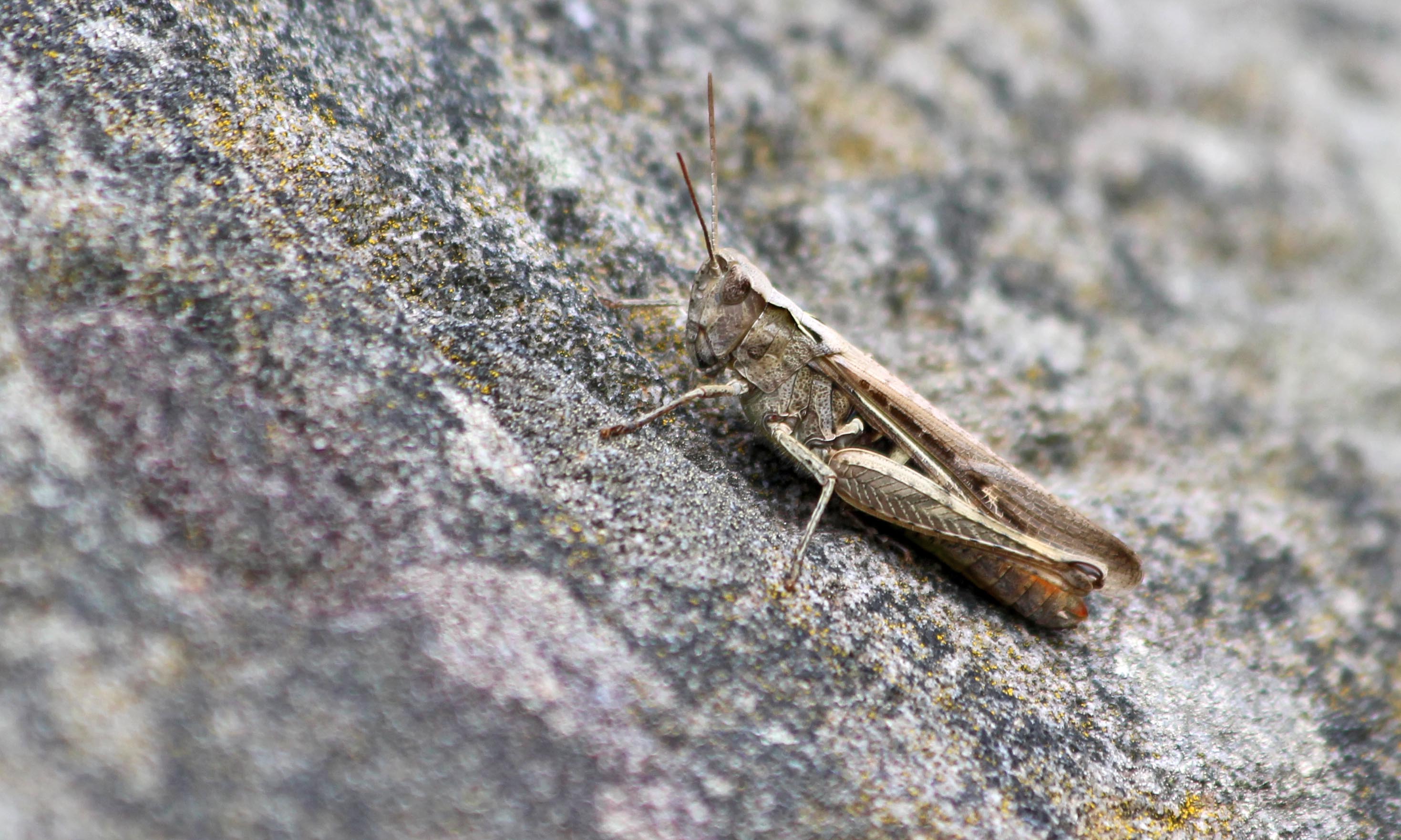 190806 common field grasshopper (1)