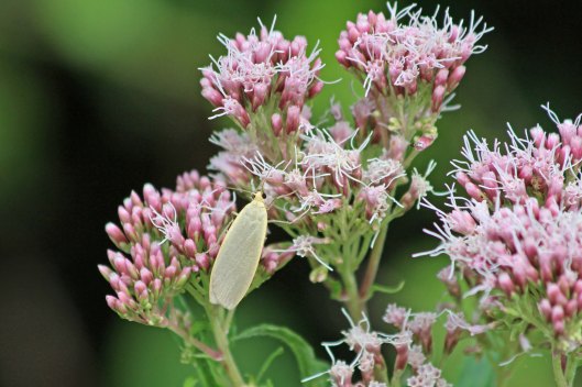 190807 dingy footman