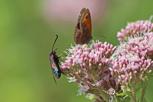 190807 gatekeeper 6-spot burnet