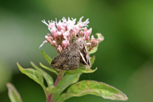 190807 willow beauty maybe