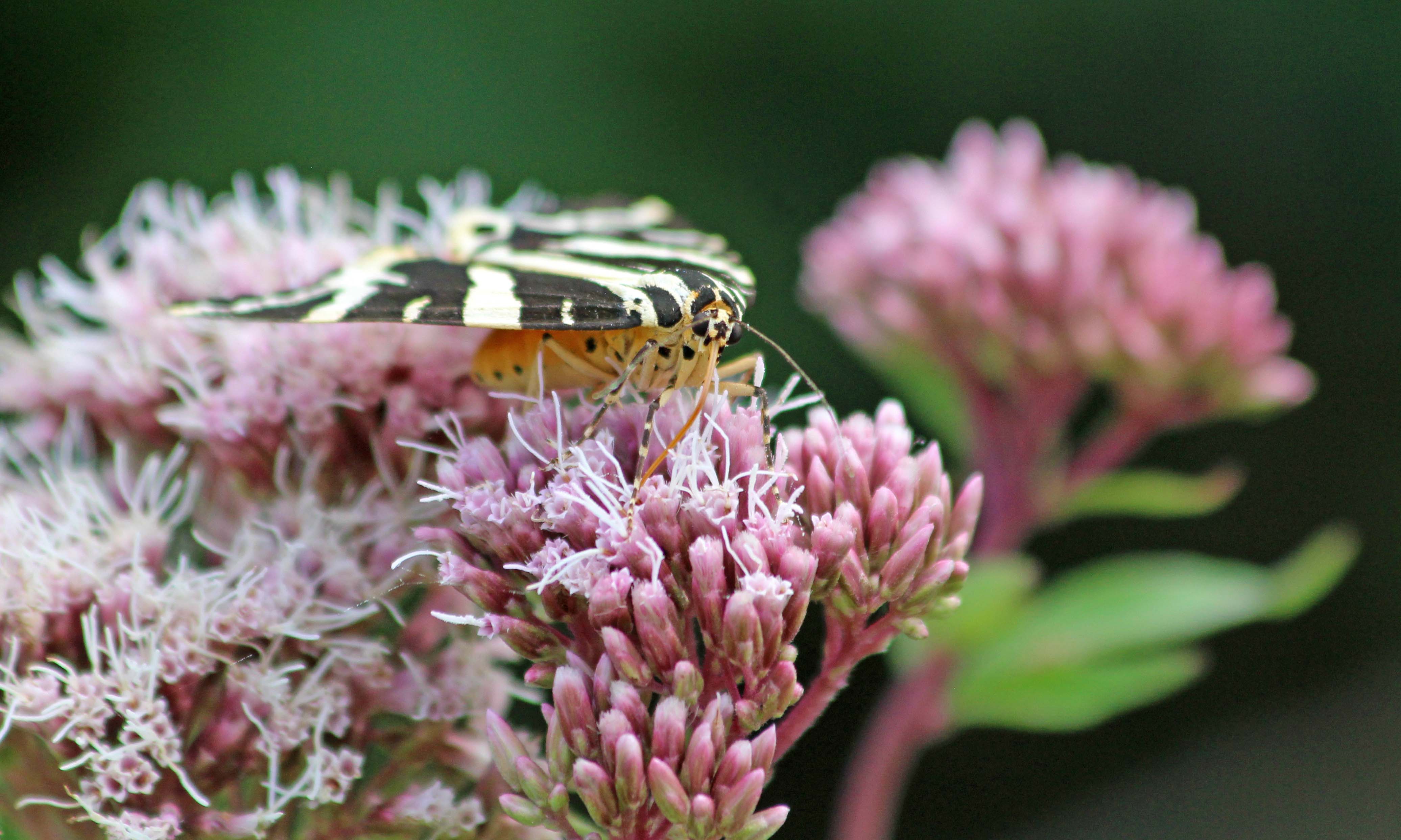 190809 jersey tiger (1)