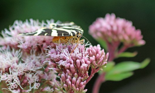 190809 jersey tiger (1)
