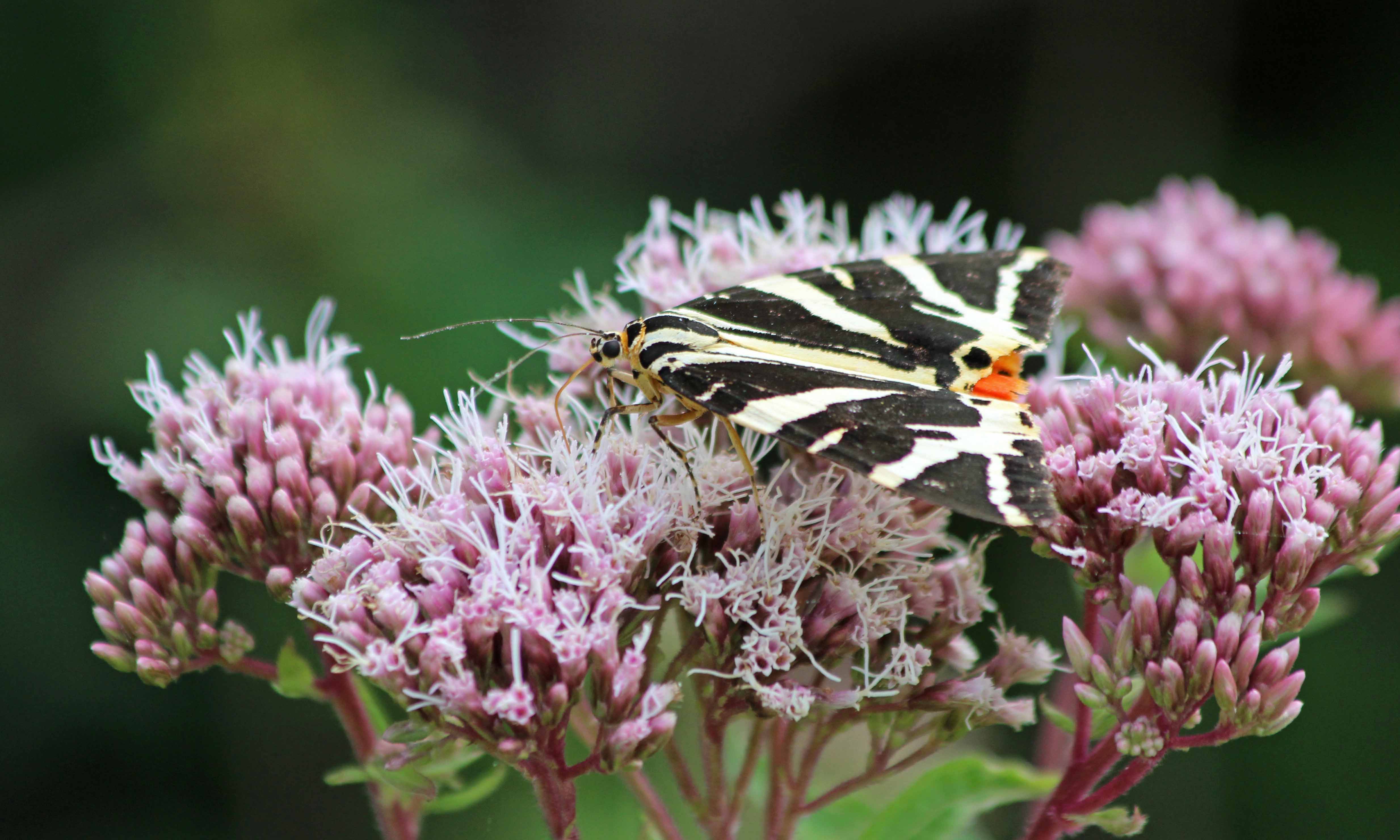 190809 jersey tiger (2)