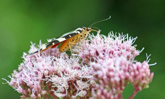 190809 jersey tiger (3)