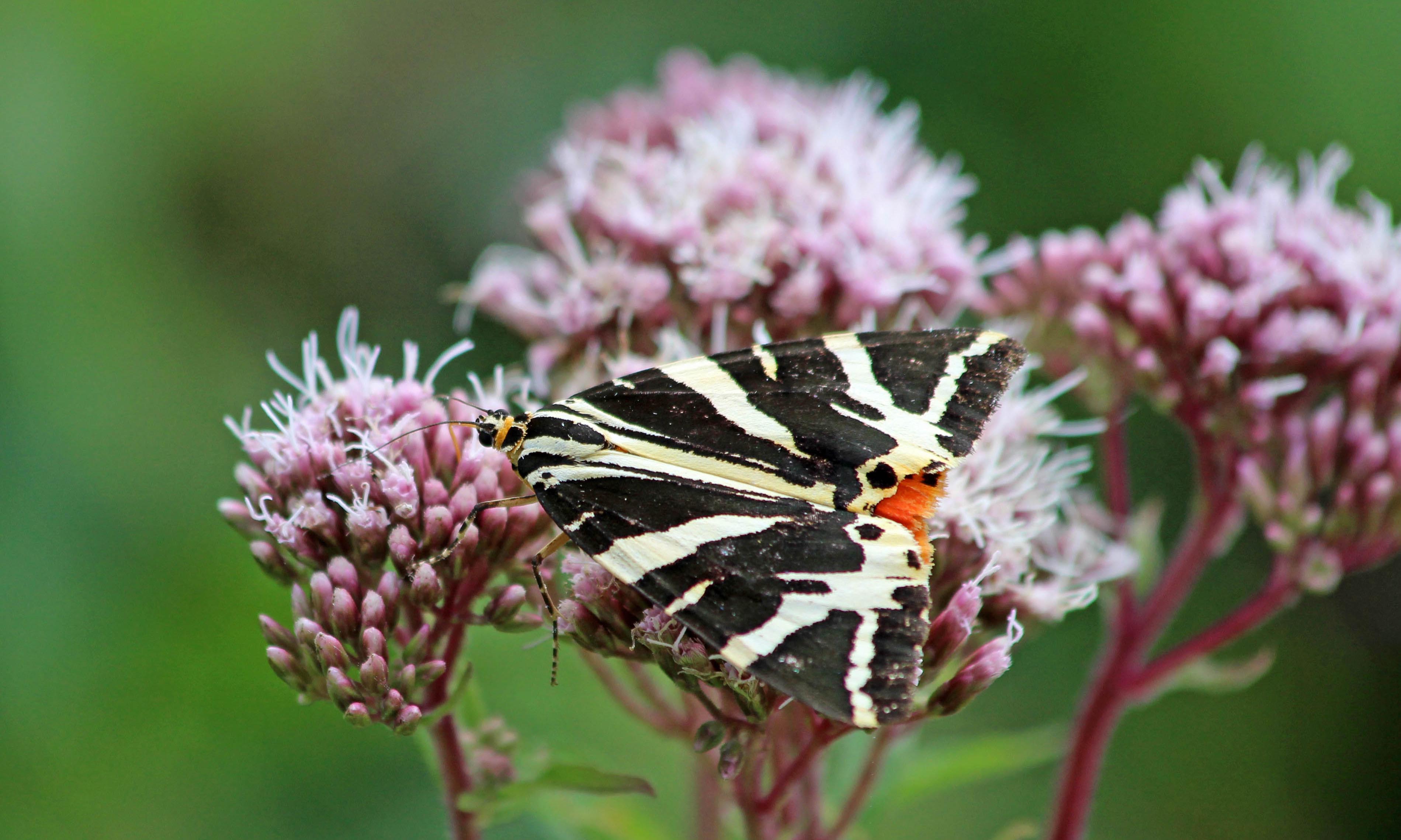 190809 jersey tiger (4)