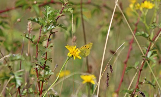 190811 clouded yellow (1)