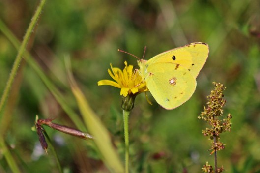 190811 clouded yellow (2)