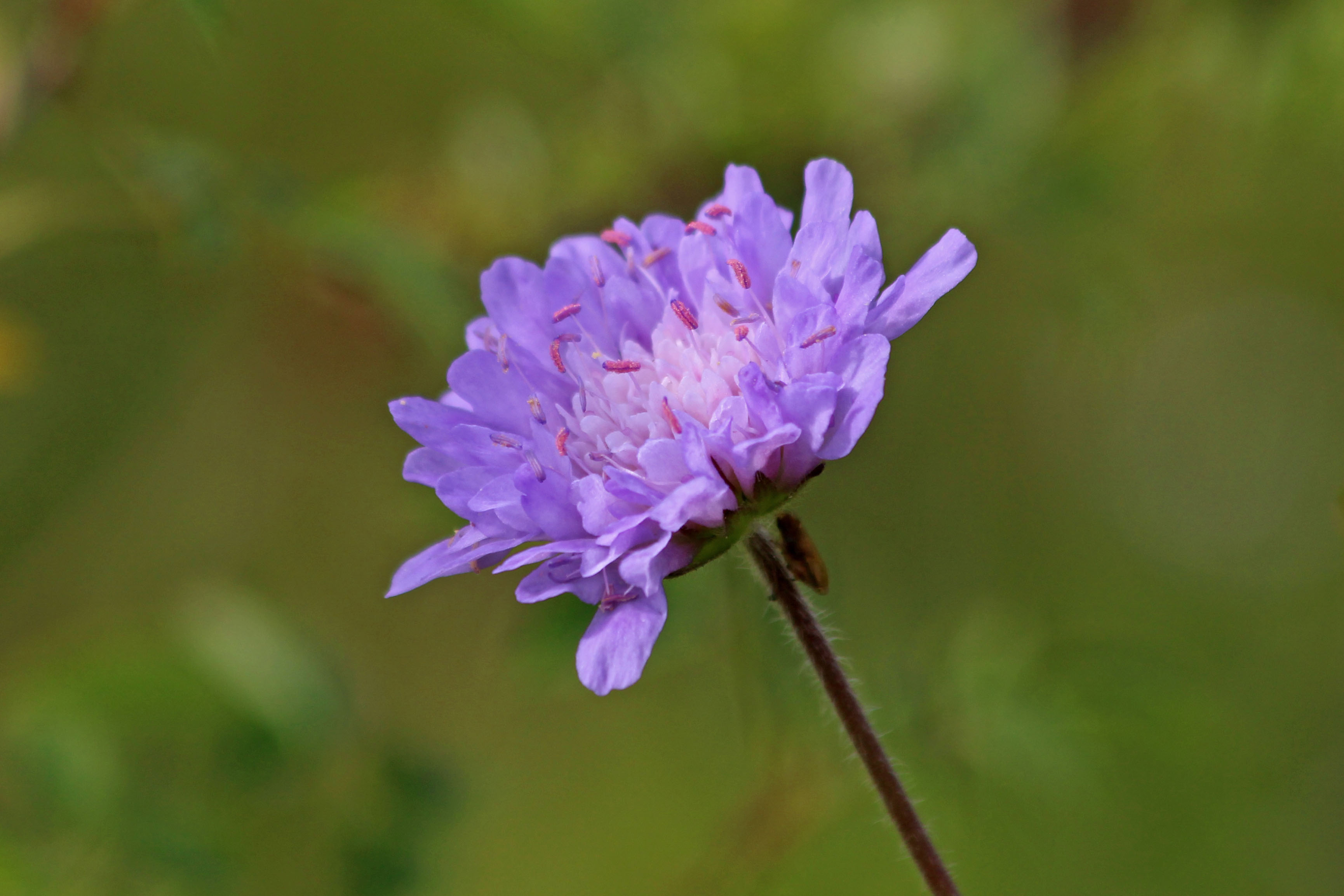 190817 field scabious