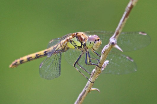 190819 common darter female