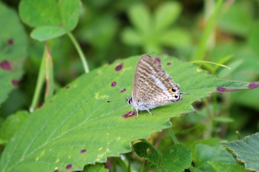 190820 Long-tailed blue (1)