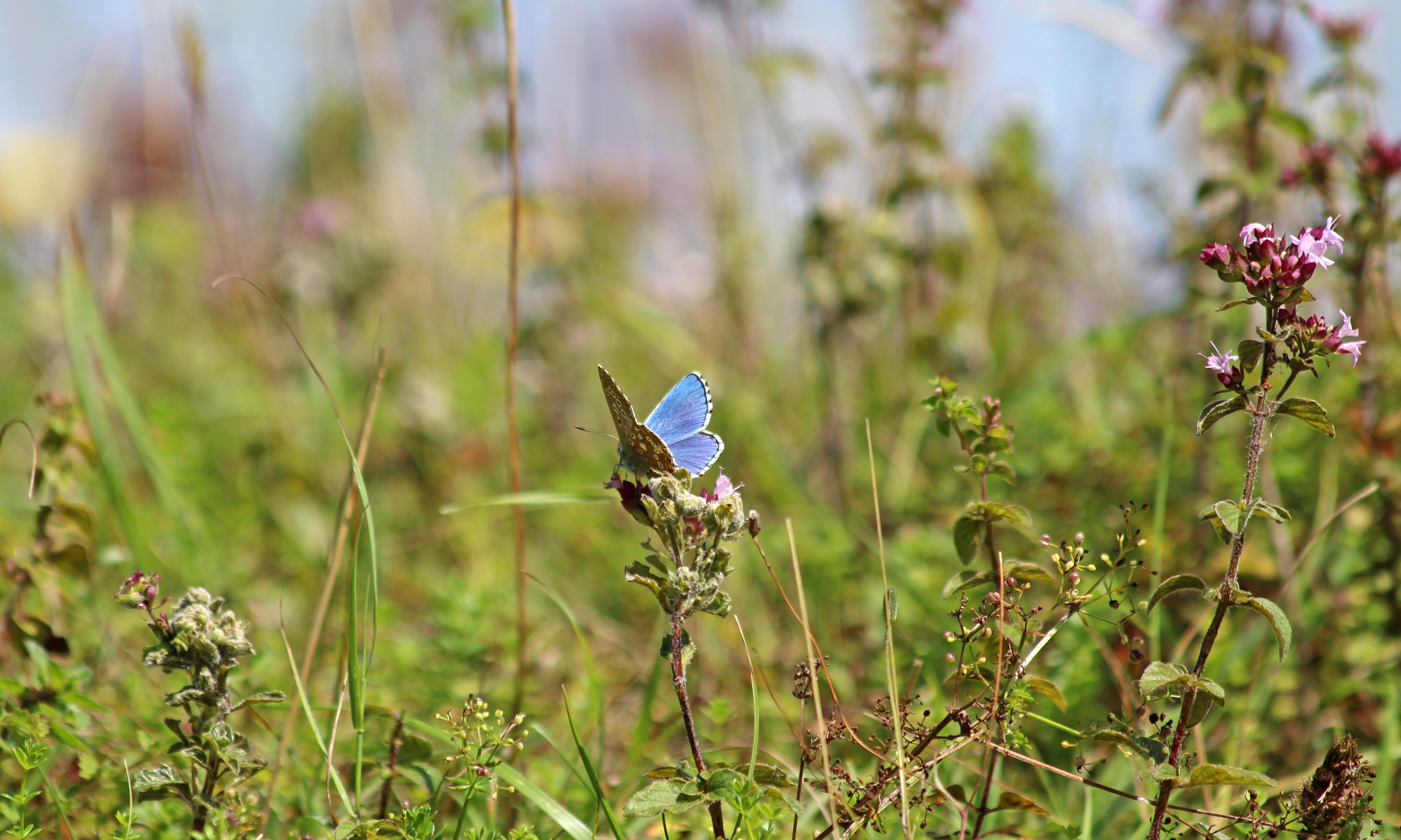 190821 adonis blue (1)