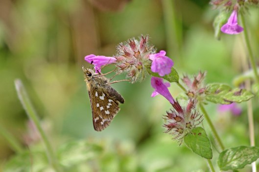 190822 silver-spotted skipper (1)