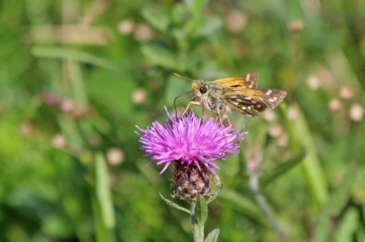 190822 silver-spotted skipper (2)
